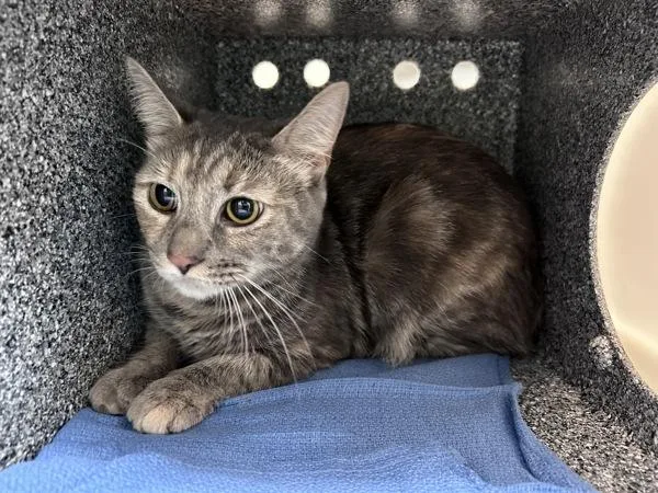 An adult medium-sized female Domestic Short Hair cat named Coi for adoption in New York, NY