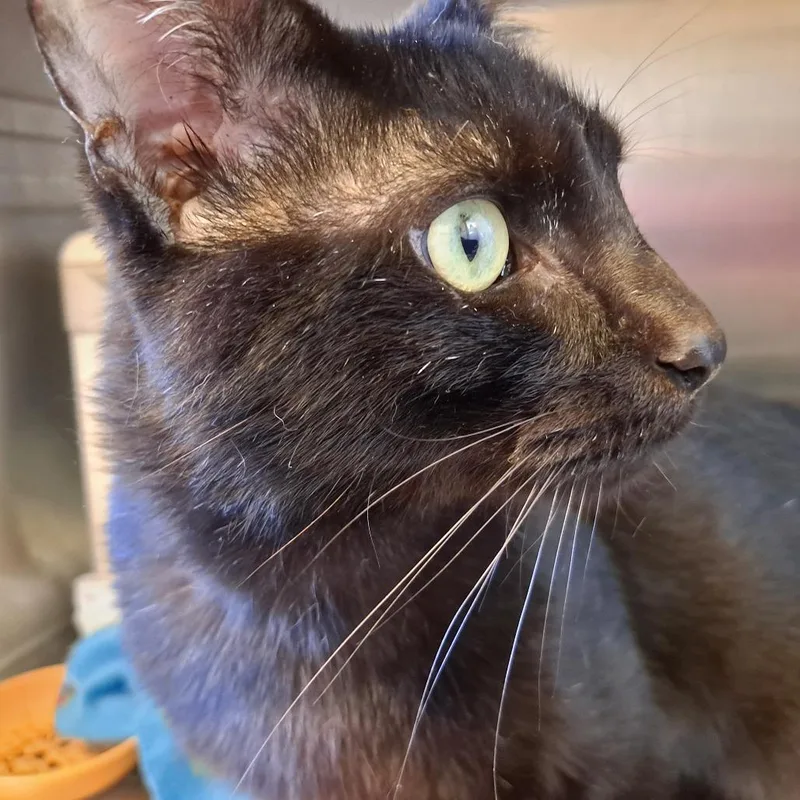 An adult medium-sized male Black Domestic Short Hair cat named Norman [noir] for adoption in Rock Falls, IL