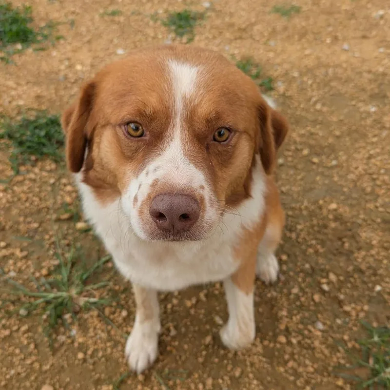 Archie