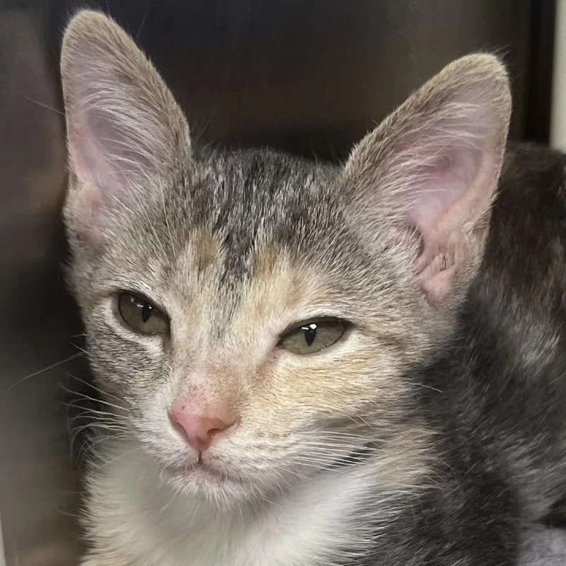A baby medium-sized female Gray / Blue / Silver Domestic Short Hair cat named Monkey for adoption in Palm Springs, CA