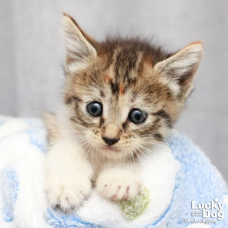 A baby medium-sized female Domestic Short Hair cat named Fatima for adoption in Washington, DC