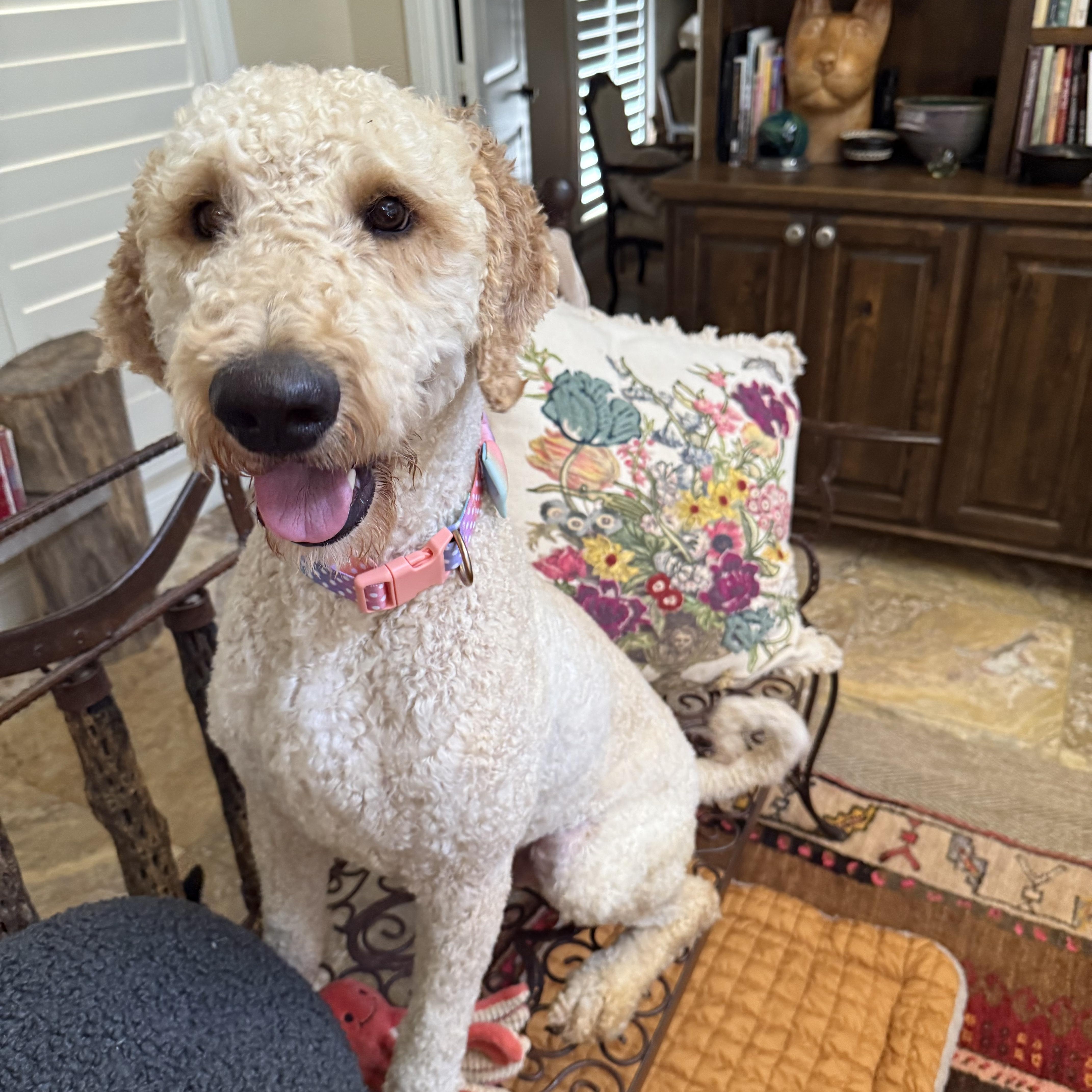 A young large-sized male Poodle dog named Streudel for adoption in Sadler, TX