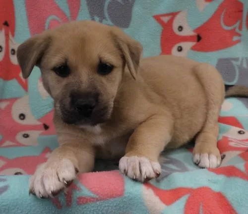 A baby medium-sized female Labrador Retriever dog named Avo for adoption in Thief River Falls, MN