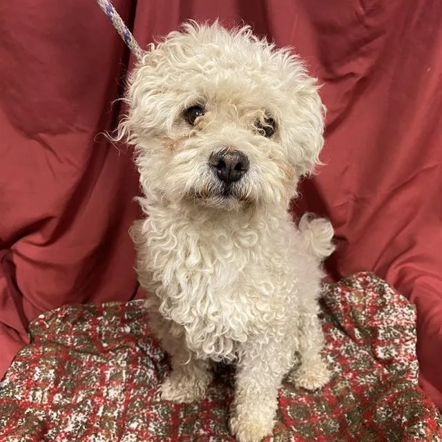 An adult small-sized male Poodle dog named Lanas for adoption in Modesto, CA