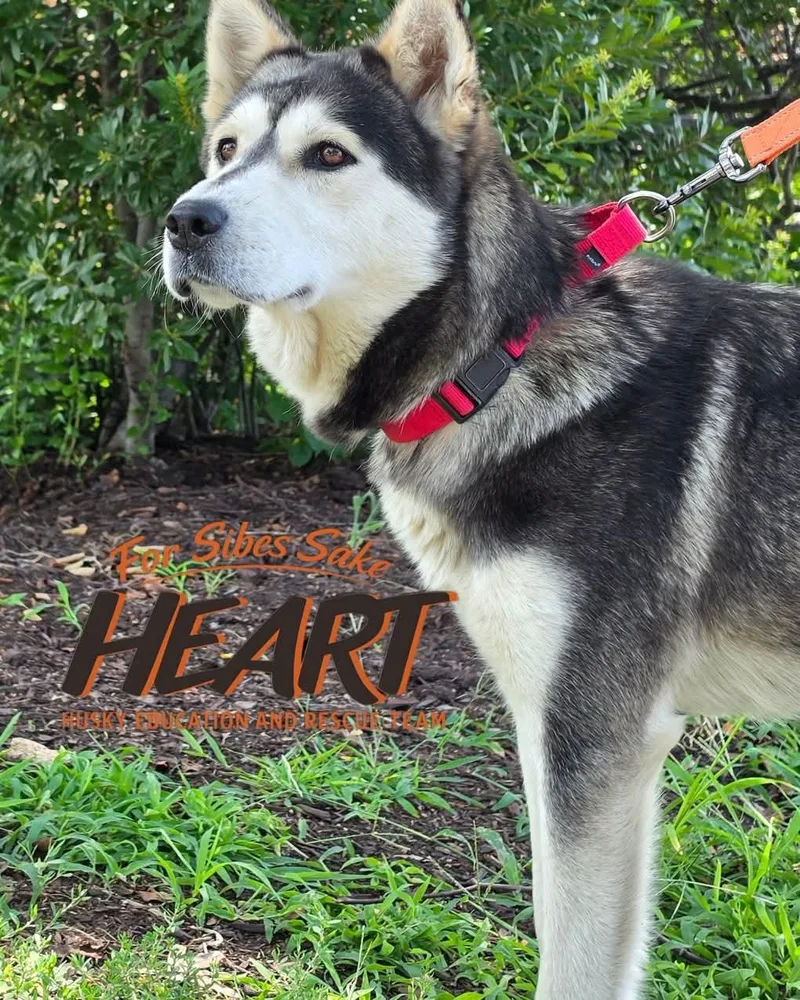 An adult large-sized female Siberian Husky dog named Jetta for adoption in Millersville, MD
