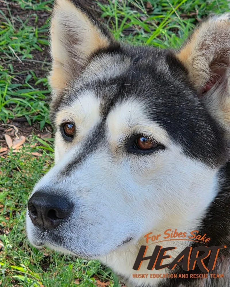 Jetta thumbnail 2
