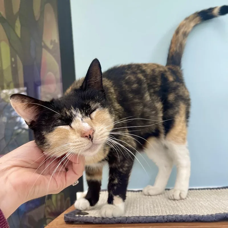 An adult medium-sized female Calico Domestic Short Hair cat named Whimsy for adoption in Deerfield, IL