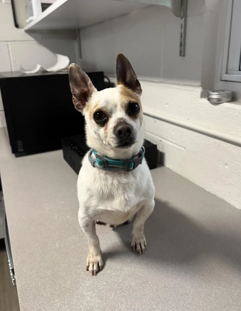 An adult small-sized male Chihuahua dog named Taco for adoption in Clayville, RI