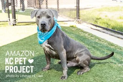 An adult large-sized male Gray / Blue / Silver Pit Bull Terrier dog named Amazon for adoption in Kansas City, MO