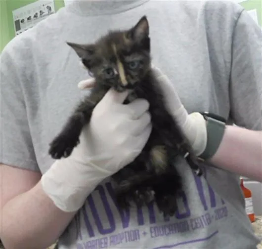 A baby small-sized female Domestic Short Hair cat named Dominique for adoption in Omaha, NE