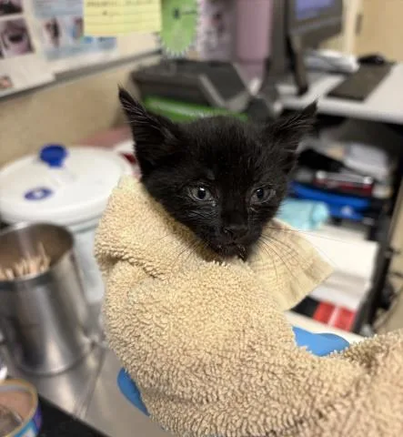 A baby small-sized female Domestic Short Hair cat named Blare for adoption in Riverside, CA