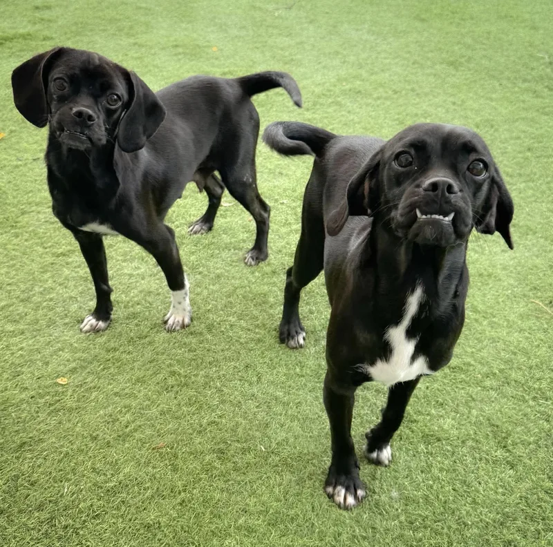 A young small-sized female Black Pug dog named Patty & Selma for adoption in Elgin, TX