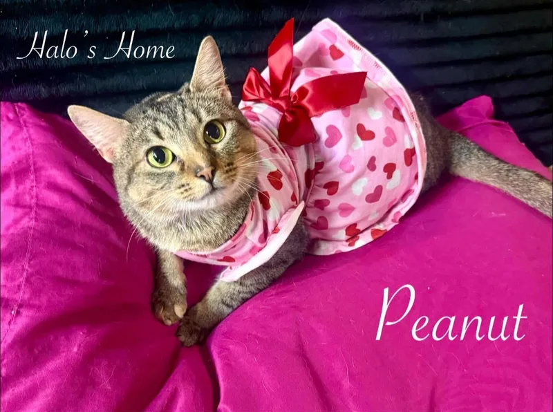 Peanut