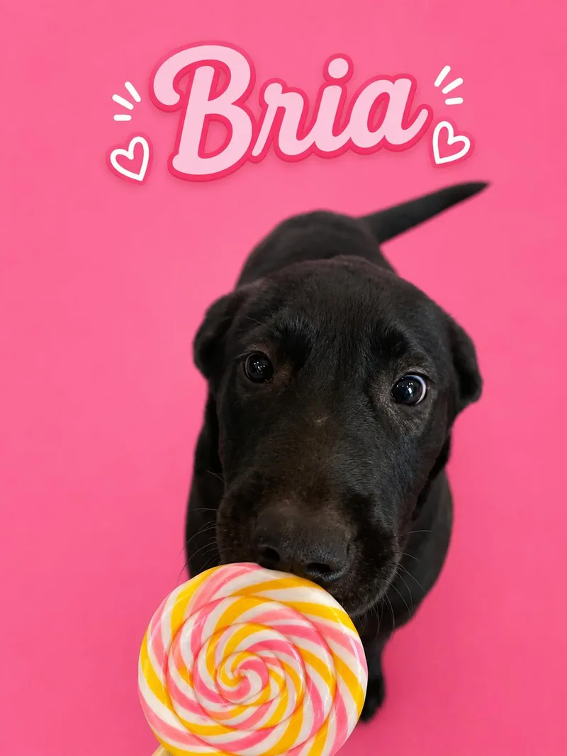 A young medium-sized female Mixed Breed dog named Bria for adoption in Mobile, AL