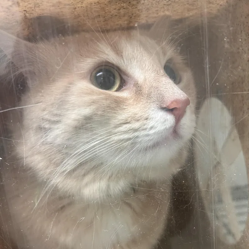 An adult large-sized male Orange / Red Domestic Short Hair cat named Honey Bunny for adoption in Philadelphia, PA