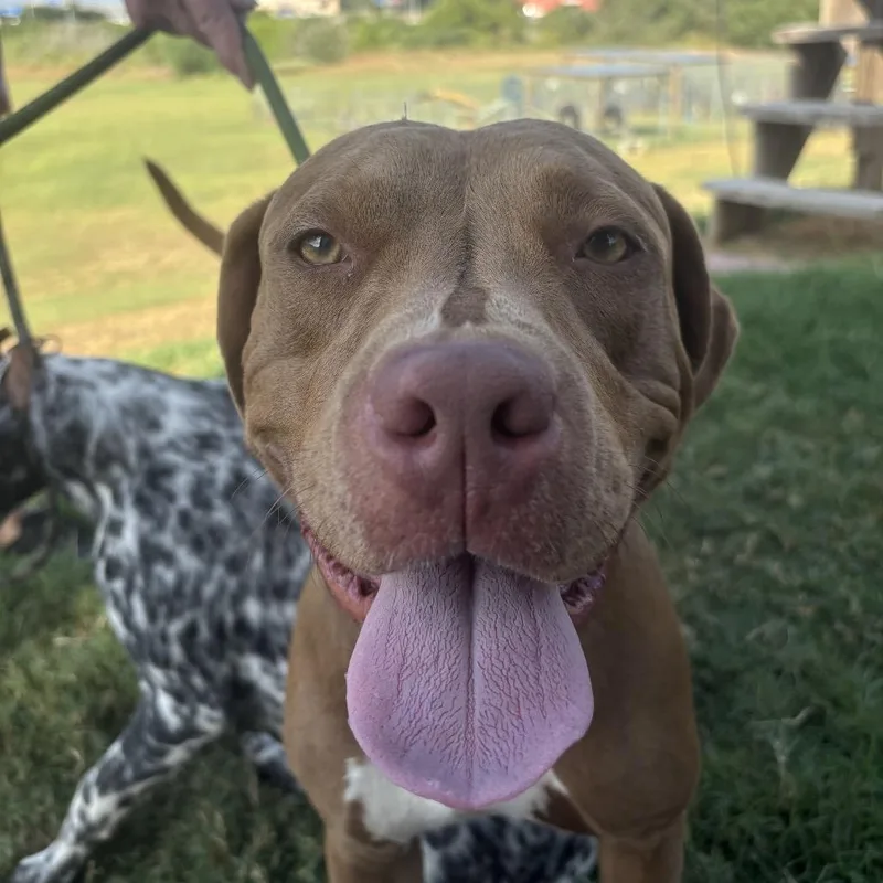 An adult medium-sized male Red / Chestnut / Orange Pit Bull Terrier dog named Tyson for adoption in Floresville, TX