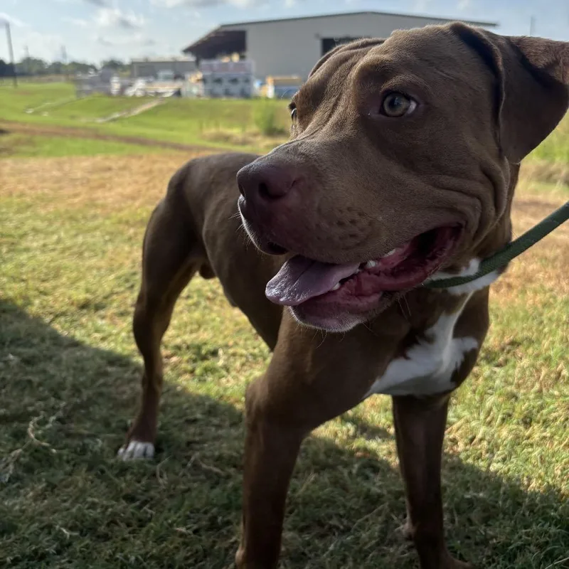 Tyson thumbnail 3
