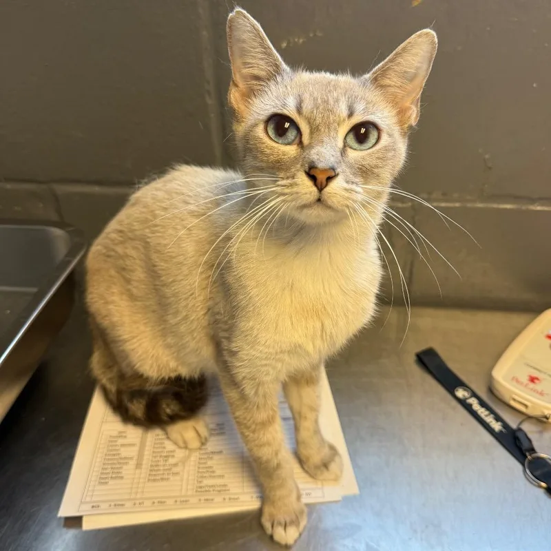 An adult medium-sized female Cream / Ivory Domestic Short Hair cat named Snow for adoption in Tuscaloosa, AL