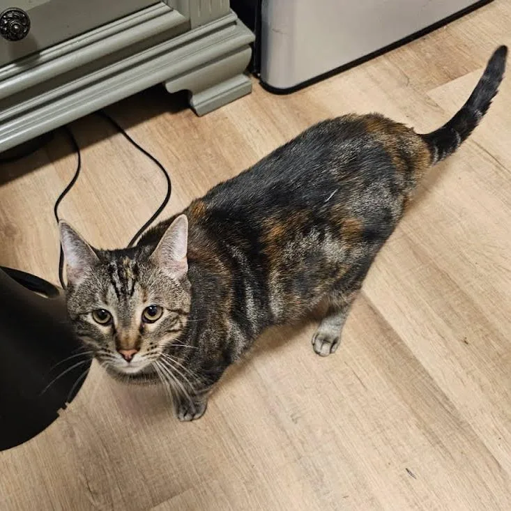 An adult medium-sized female Black Domestic Short Hair cat named Cheetah for adoption in Kingman, KS