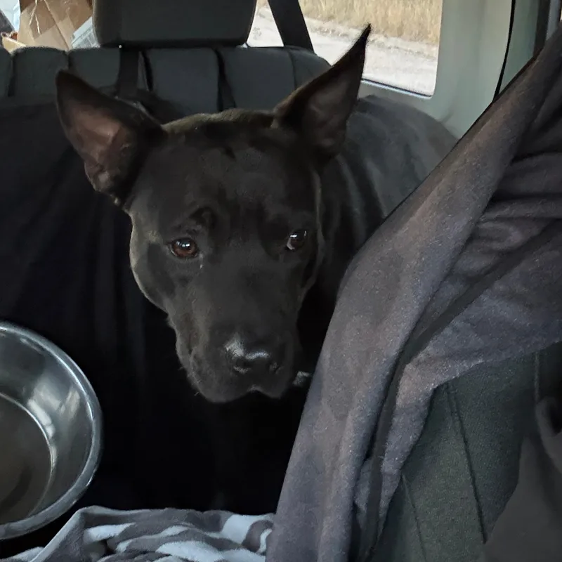 An adult medium-sized male Black Shepherd dog named Rocket for adoption in Houston, TX