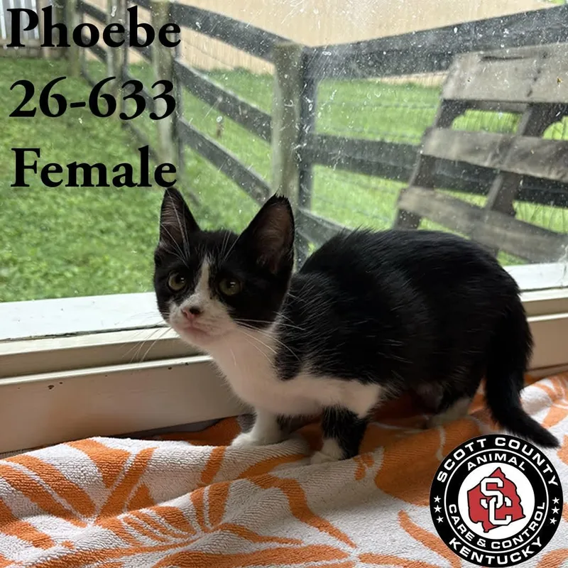 A young small-sized female Black & White / Tuxedo Domestic Short Hair cat named Pheobe for adoption in Georgetown, KY