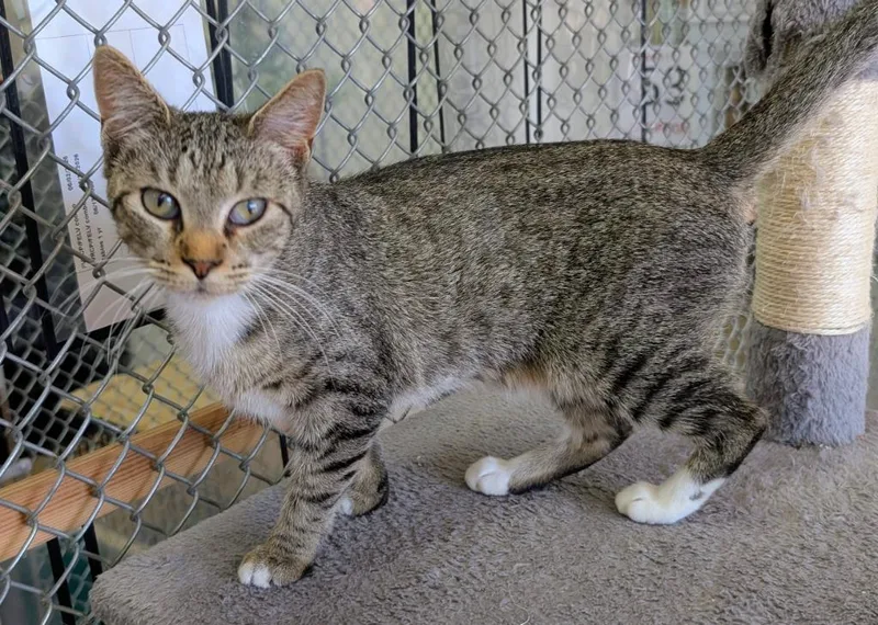 A baby medium-sized female Domestic Short Hair cat named Missy for adoption in Peoria, AZ