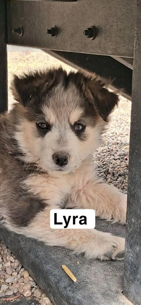 Lyra