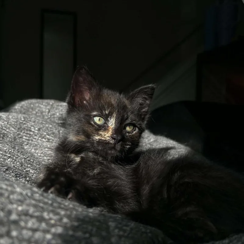 A baby small-sized female Tortoiseshell Domestic Short Hair cat named Creme Brulee for adoption in Lyndhurst, VA