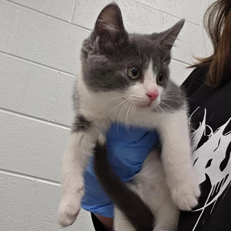 A baby small-sized female Gray / Blue / Silver Domestic Short Hair cat named Azula for adoption in Chattanooga, TN