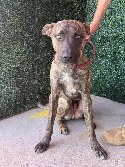 An adult medium-sized male Mixed Breed dog named Niko for adoption in El Paso, TX