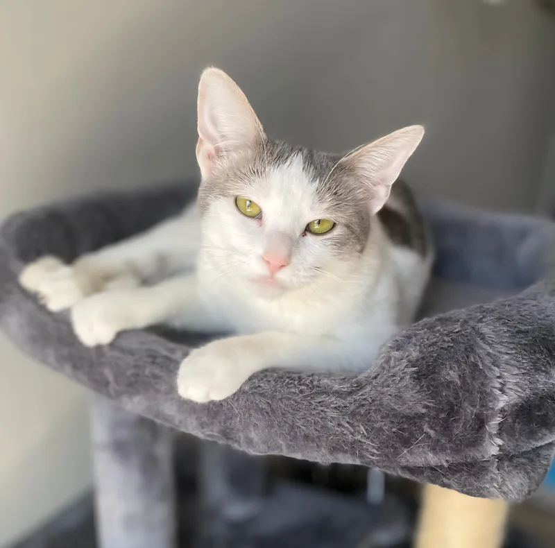 A young medium-sized female White American Shorthair cat named Beauty for adoption in Lyons, IL