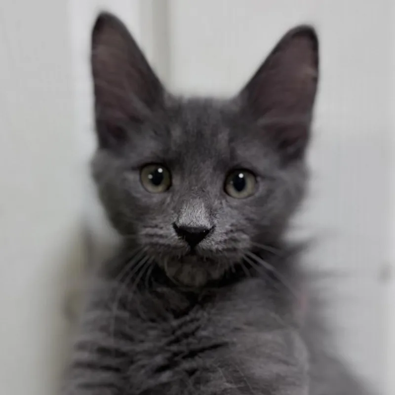 A baby medium-sized male Gray / Blue / Silver Domestic Short Hair cat named Nova for adoption in Houston, TX
