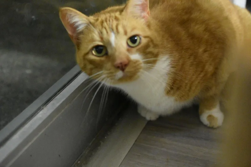 An adult medium-sized male Orange & White Domestic Short Hair cat named Simba for adoption in Greenfield, IN