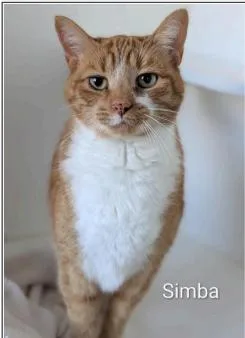 Simba thumbnail 2