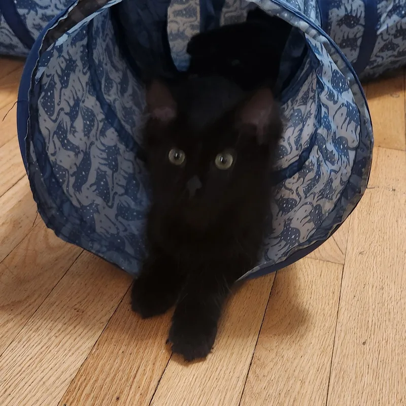 A baby medium-sized female Black Domestic Medium Hair cat named McFluffy for adoption in Minneapolis, MN