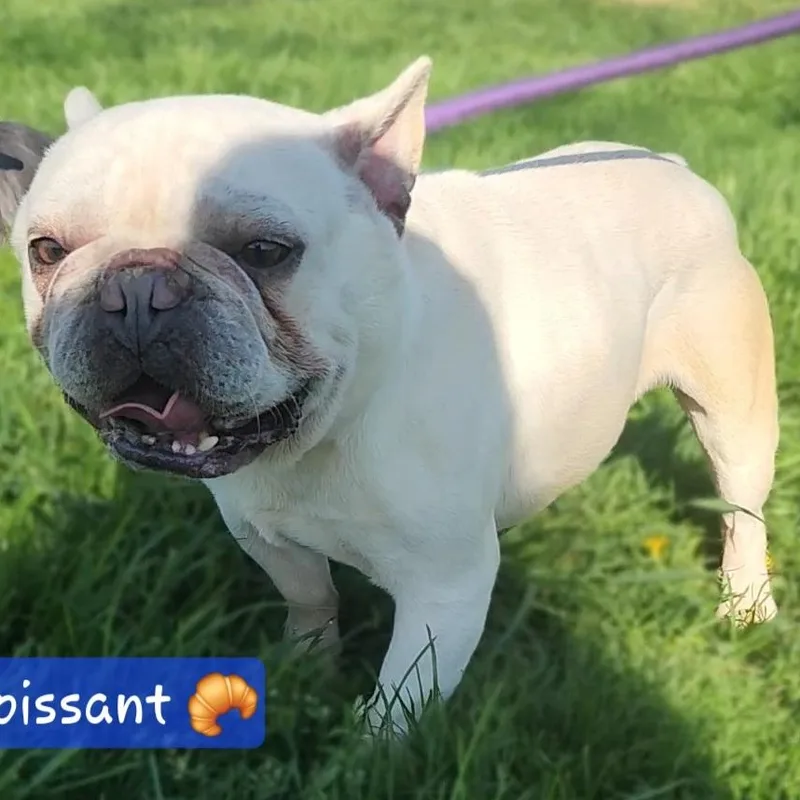 Croissant