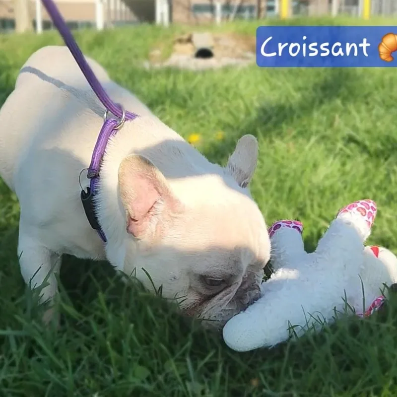 Croissant thumbnail 5