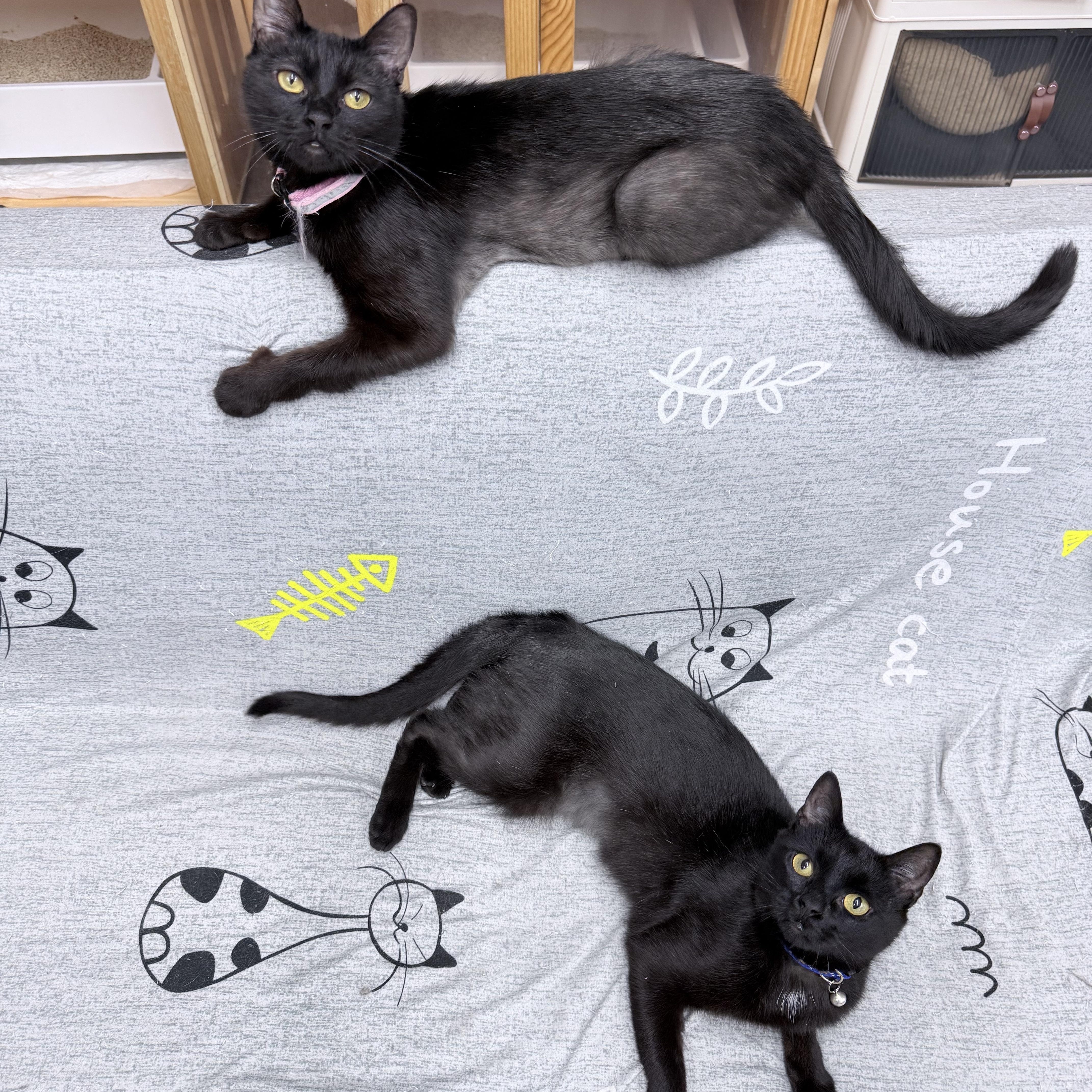 A young medium-sized female Black American Shorthair cat named Tulibee and Blossom for adoption in Philadelphia, PA