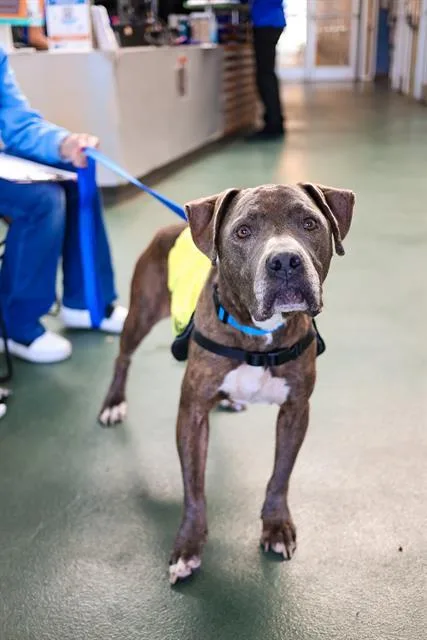 A senior medium-sized female Mixed Breed dog named Mia for adoption in Dallas, TX