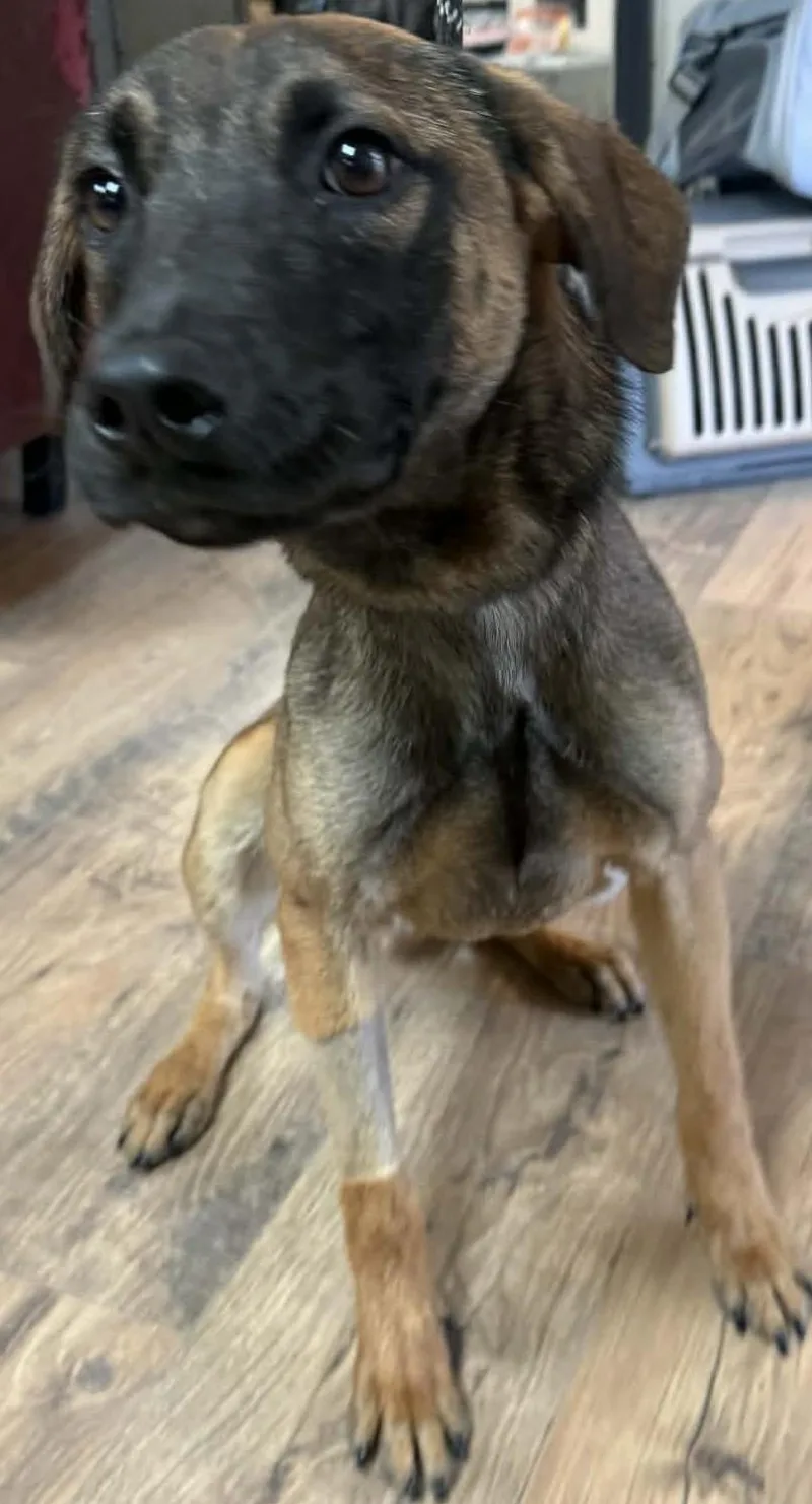 A young medium-sized male Black German Shepherd Dog dog named Rudolph for adoption in Baxter, KY