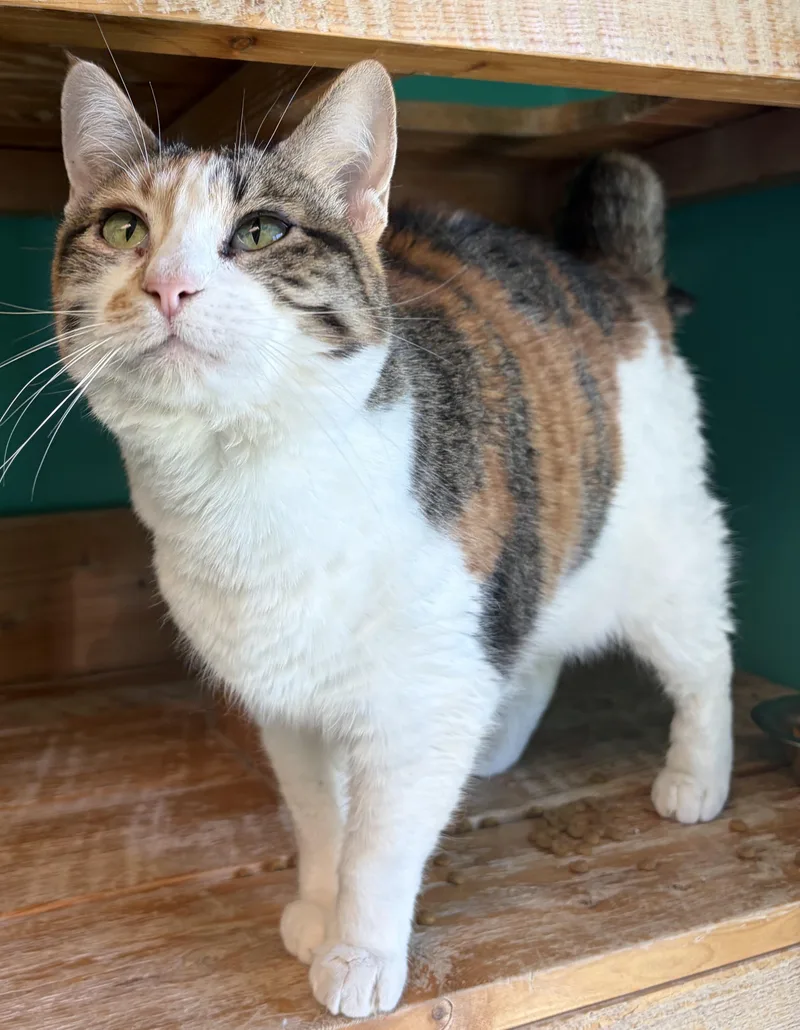 An adult medium-sized female Calico Domestic Short Hair cat named Burning Ember Lily for adoption in Brookings, SD