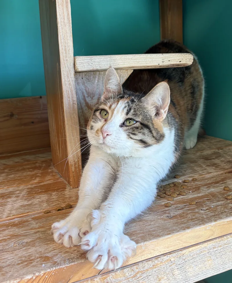 Burning Ember Lily thumbnail 2