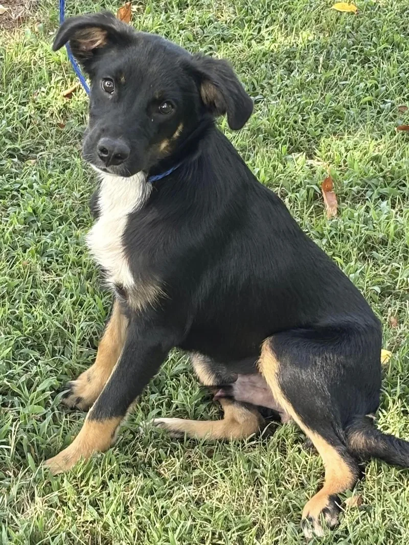 A young medium-sized male Collie dog named Tanner for adoption in Manchester, CT