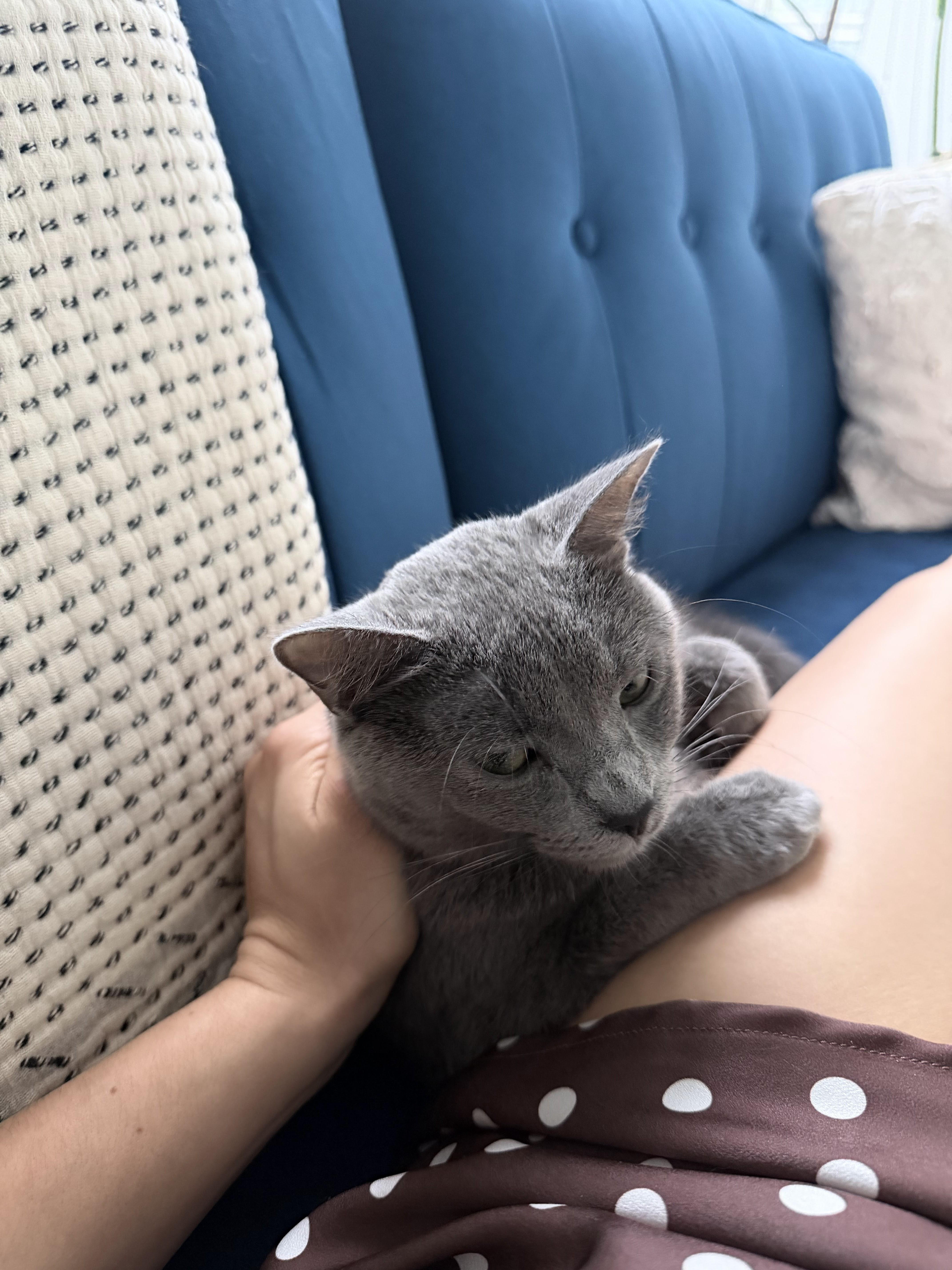 A young medium-sized female Gray / Blue / Silver Domestic Short Hair cat named Soapy for adoption in brooklyn, NY