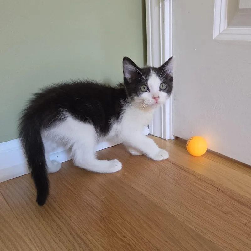 A baby small-sized male Black Domestic Short Hair cat named Stills for adoption in Evanston, IL