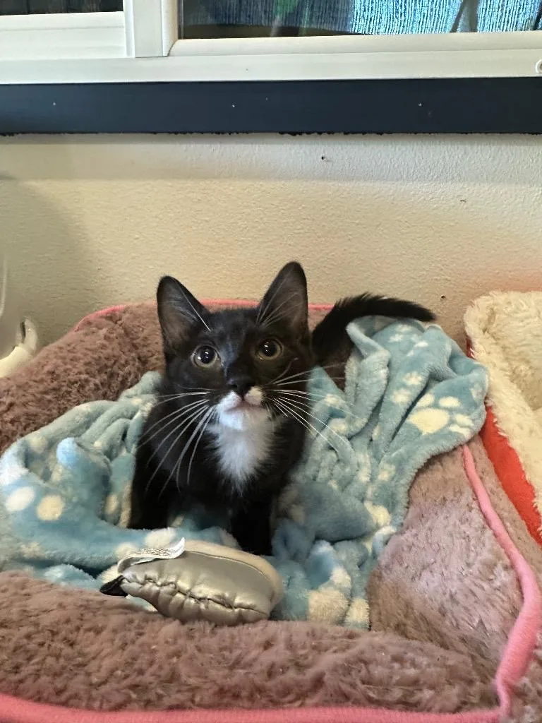 A baby small-sized female Domestic Short Hair cat named Keyda @PetSmart Walker Rd for adoption in Newberg, OR