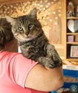 A senior large-sized male Black Domestic Medium Hair cat named Theo for adoption in Potsdam, NY