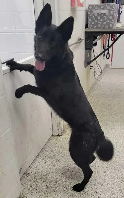An adult large-sized female Shepherd dog named Mindy for adoption in Kansas City, MO