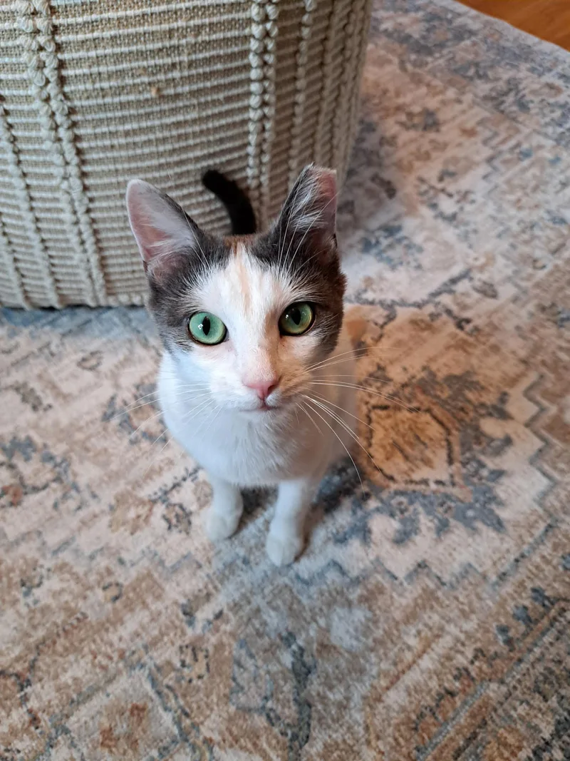 An adult medium-sized female White Domestic Short Hair cat named Bagel for adoption in Rochester, NY