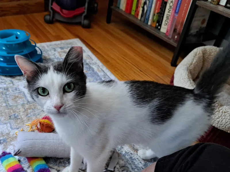 Bagel thumbnail 3